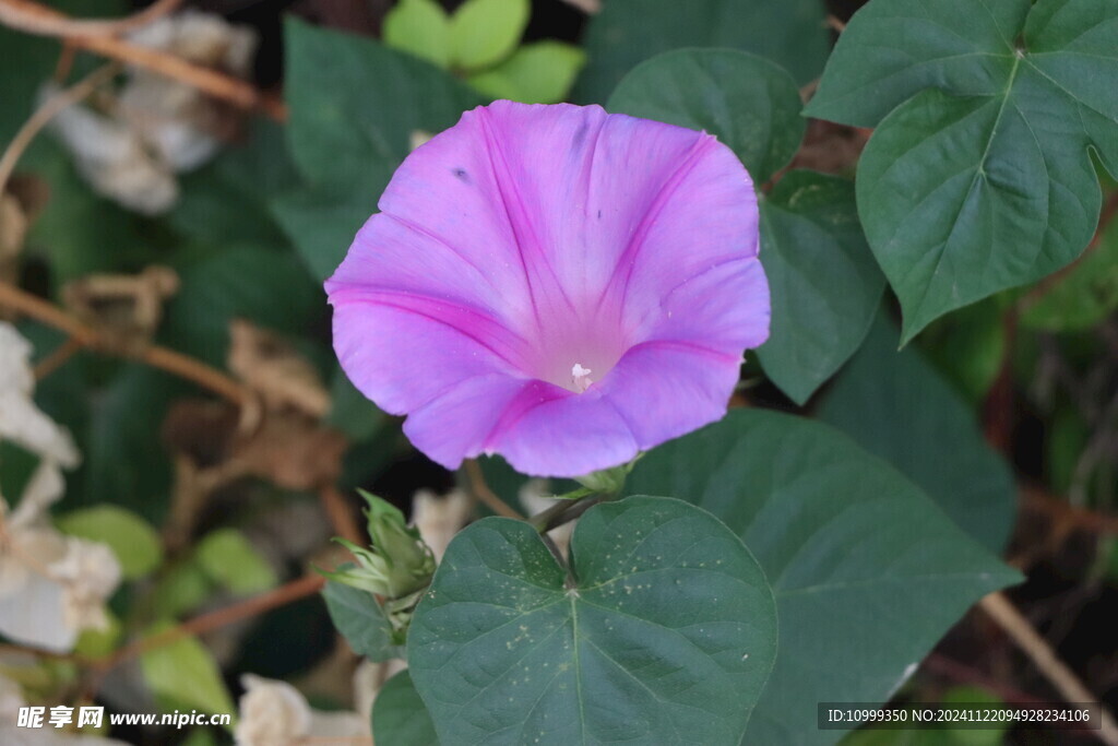 牵牛花