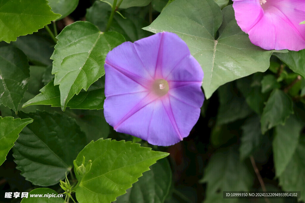 牵牛花
