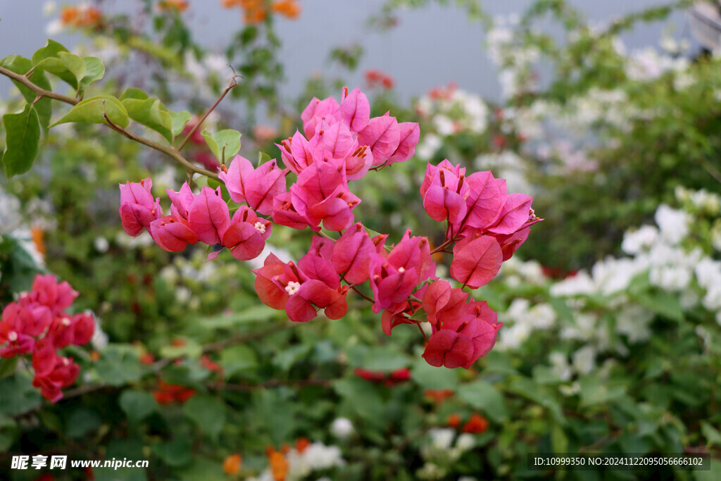 牵牛花