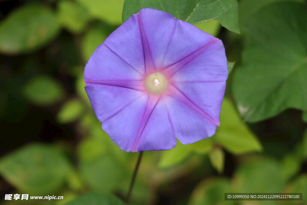 牵牛花
