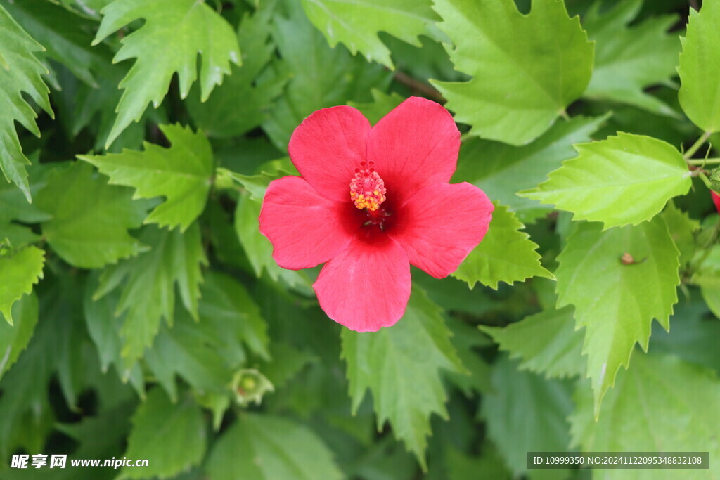 扶桑花
