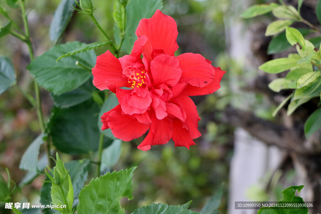 扶桑花