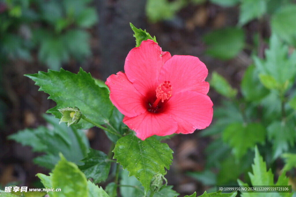 扶桑花