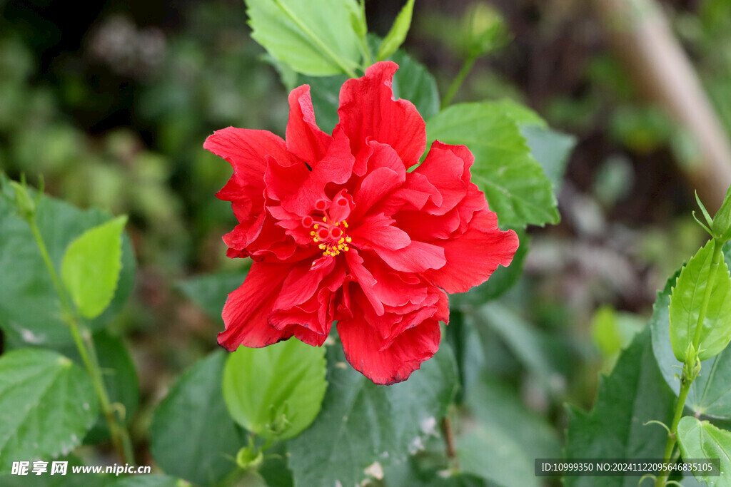 扶桑花