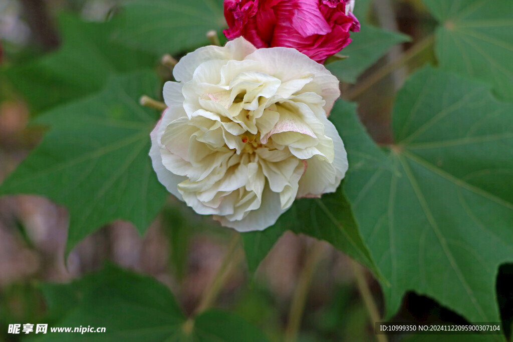 木芙蓉 