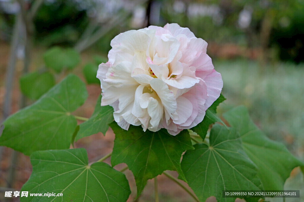 木芙蓉 