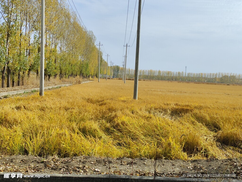 麦田