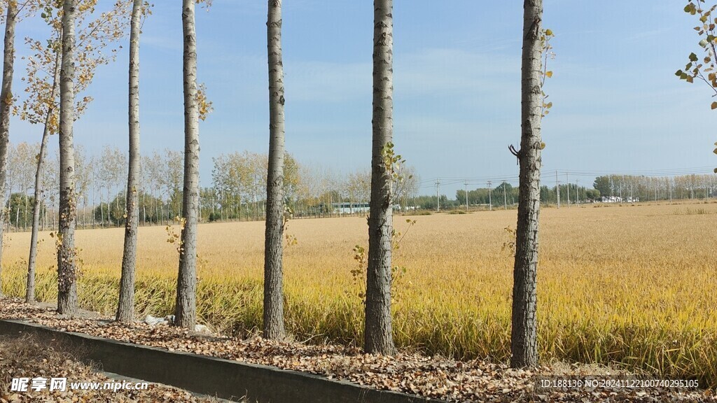 麦田 大树 