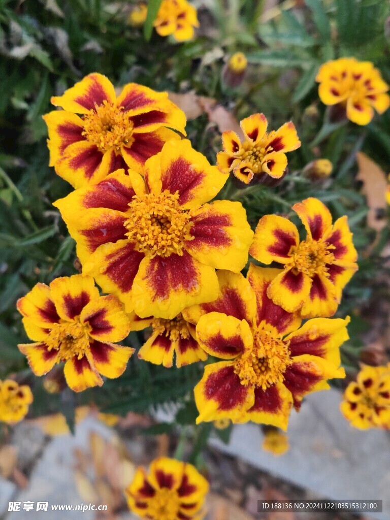 万寿菊