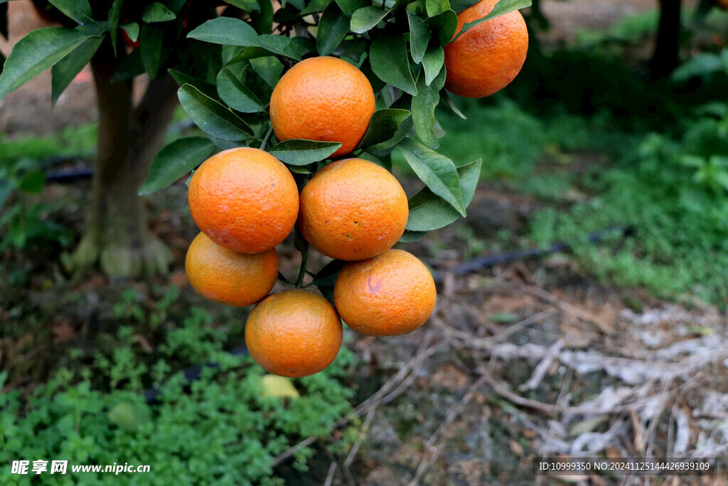橘子