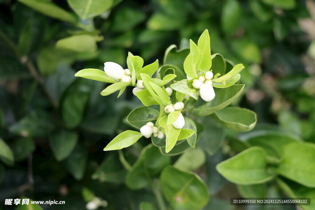 脐橙花