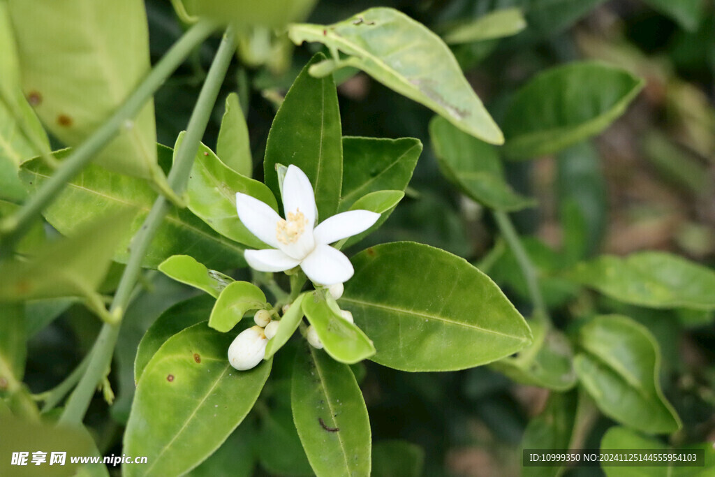 脐橙花