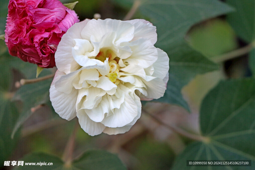 白色木芙蓉花