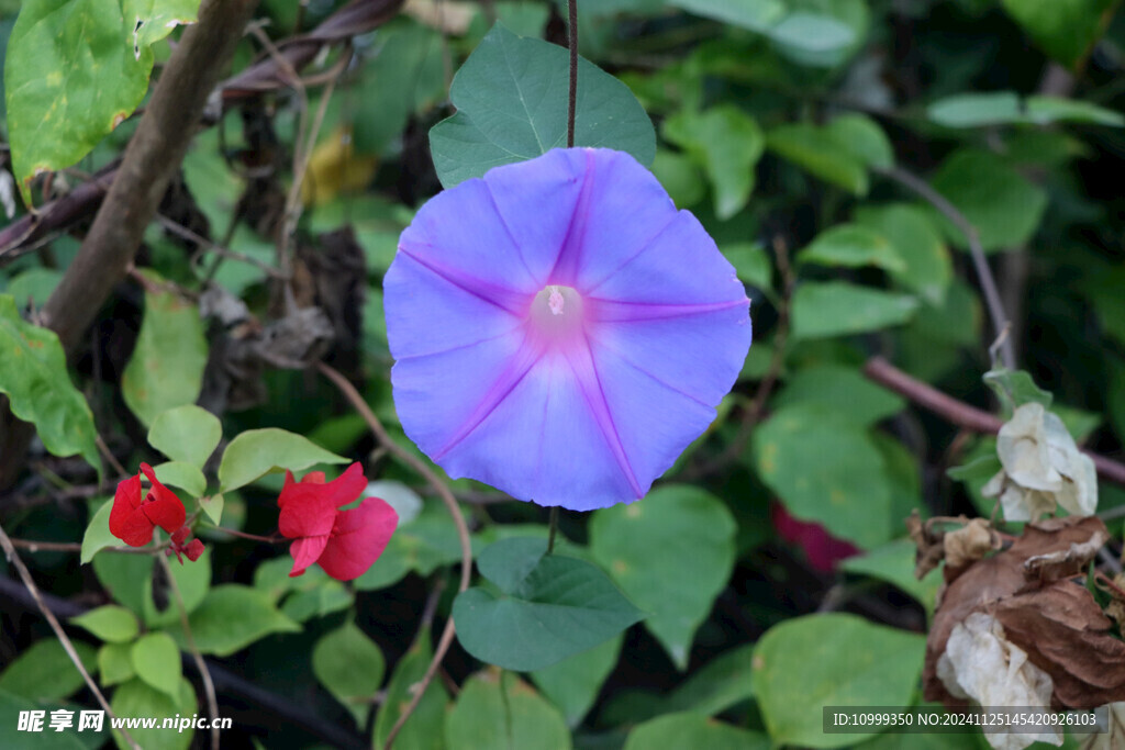 牵牛花
