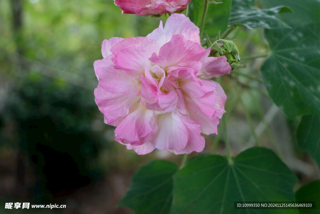 木芙蓉