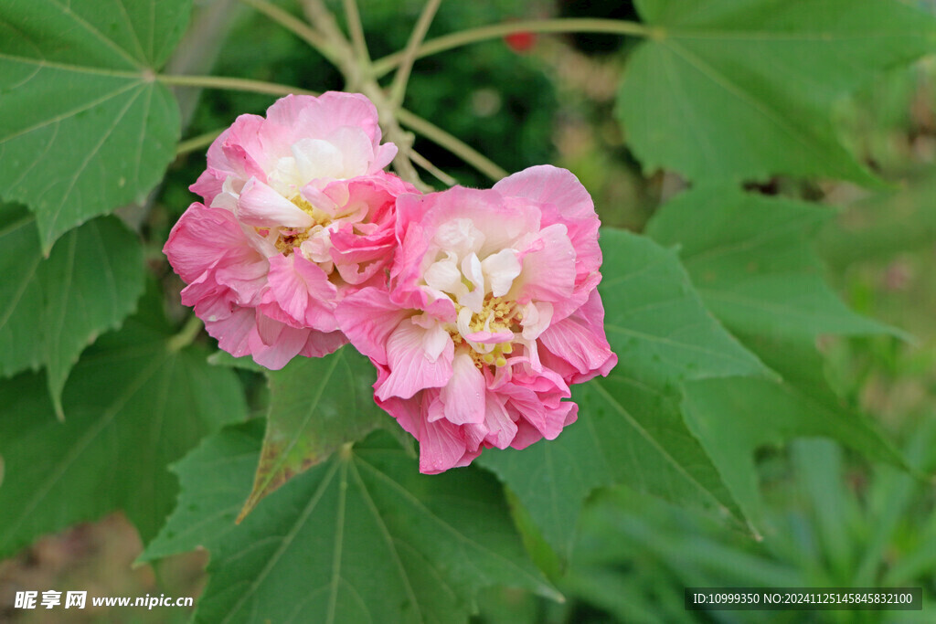 木芙蓉