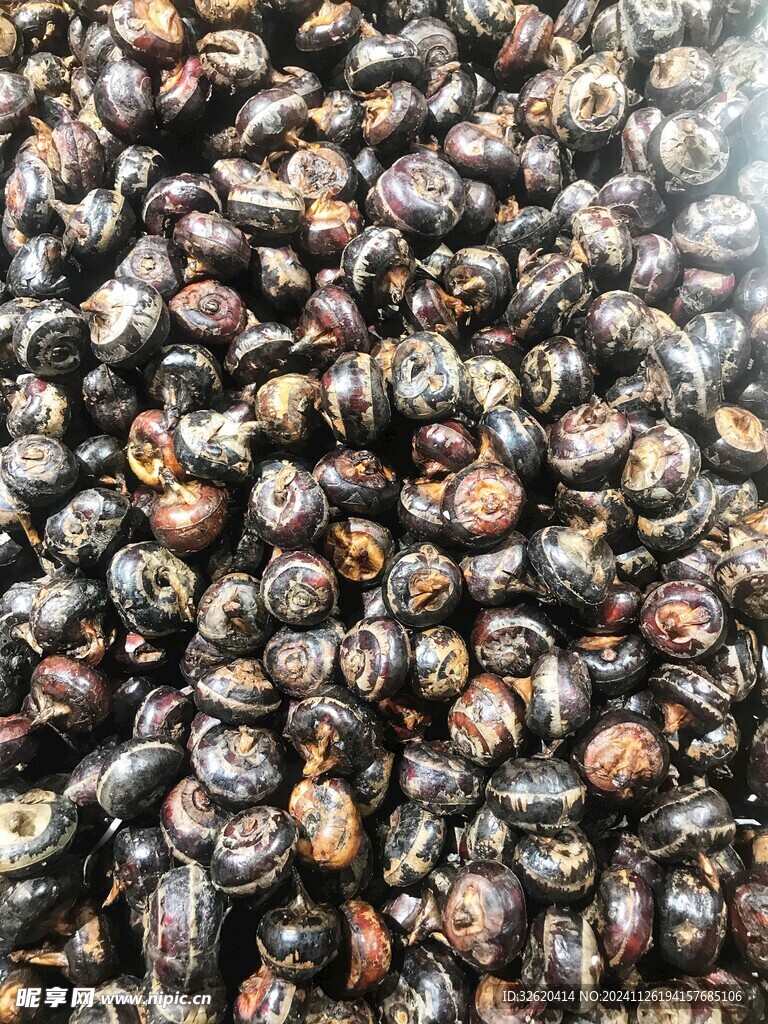 马蹄