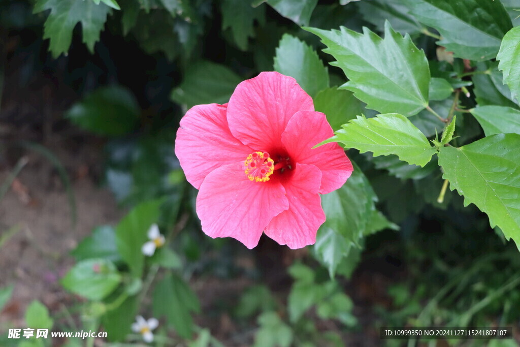 扶桑花