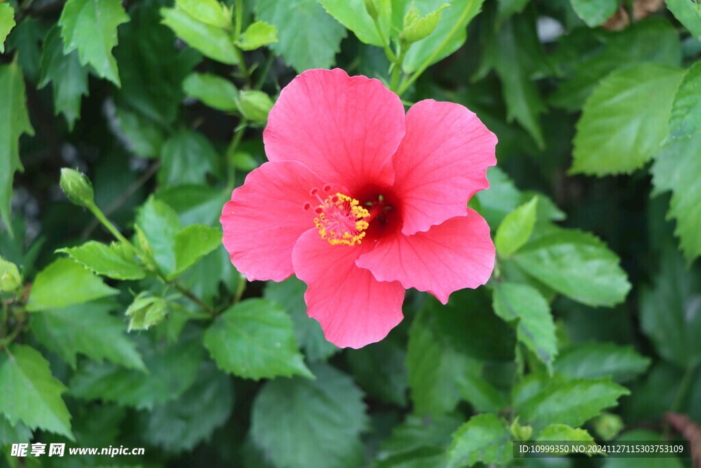 扶桑花