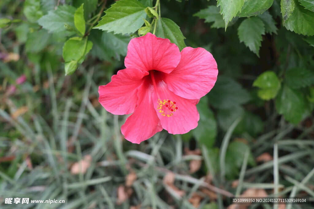 扶桑花