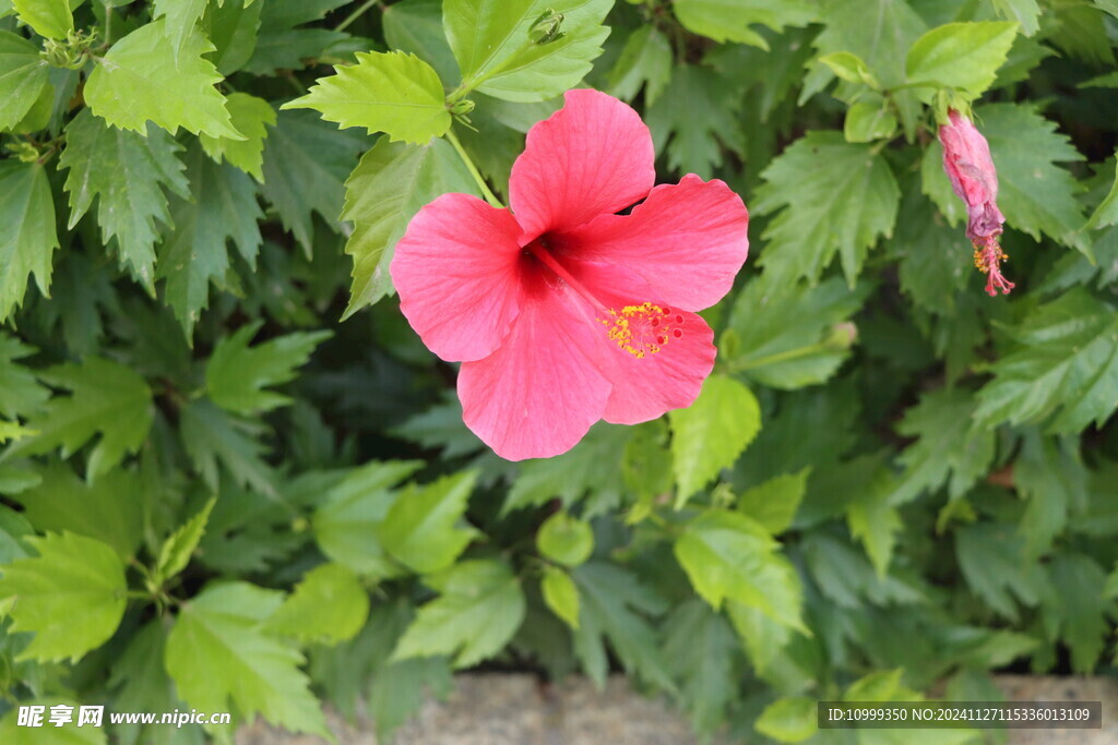 扶桑花