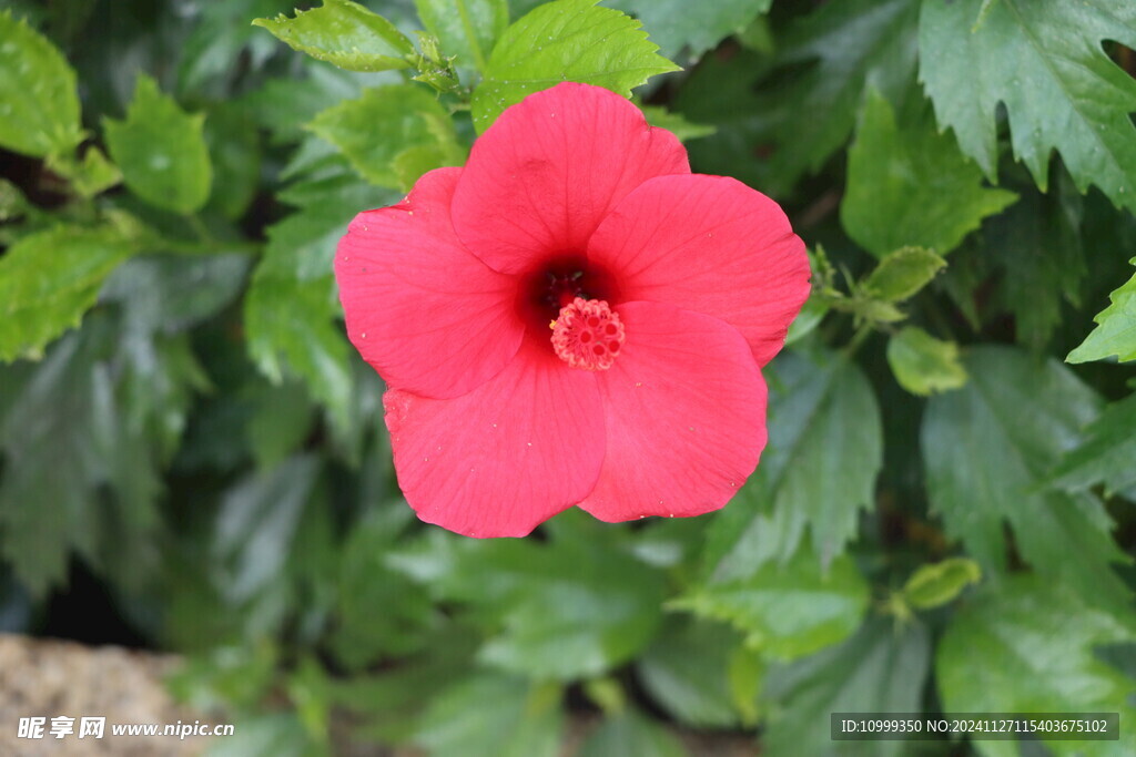 扶桑花