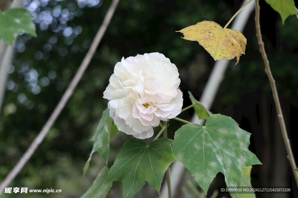 白色木芙蓉花