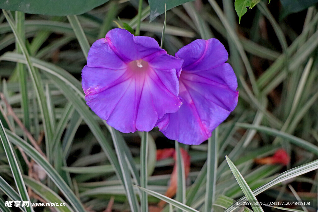 牵牛花