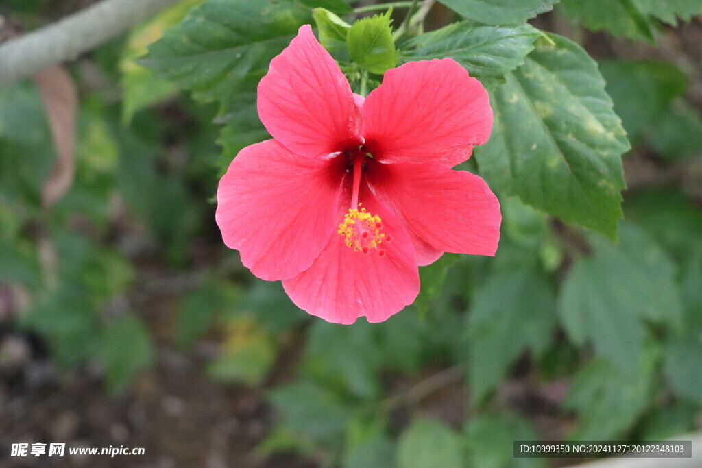 扶桑花