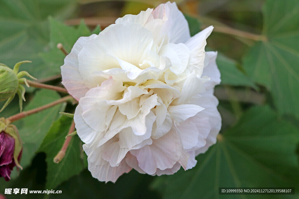 白色木芙蓉花