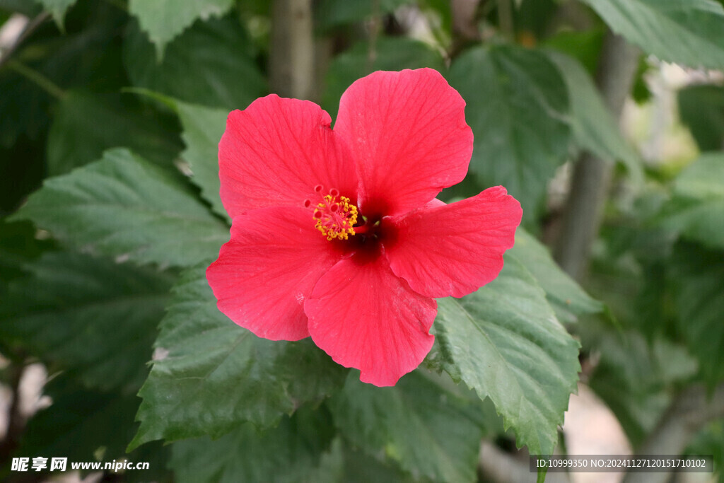 扶桑花