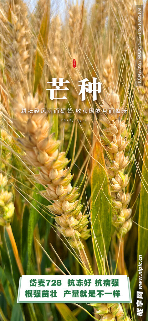 芒种