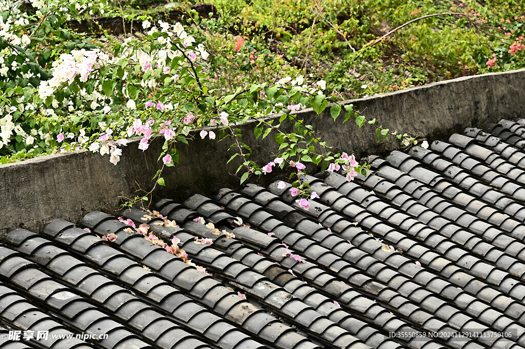 古镇古房屋顶上的瓦片和三角梅