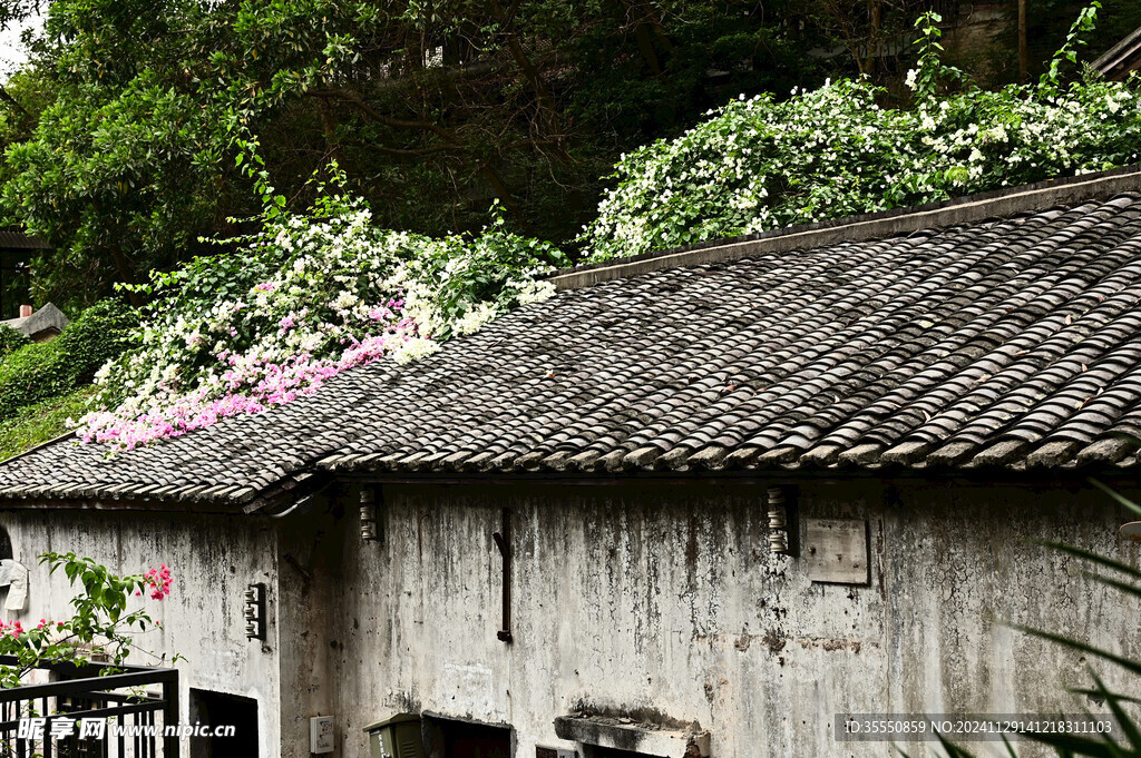 古镇古房屋顶上的瓦片和三角梅