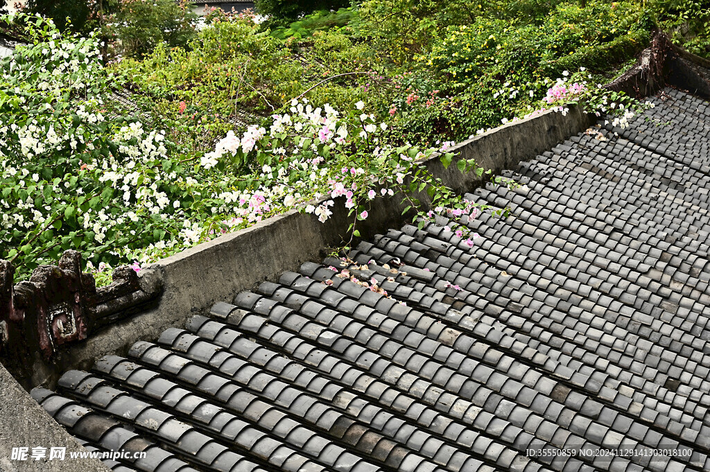 古镇古房屋顶上的瓦片和三角梅