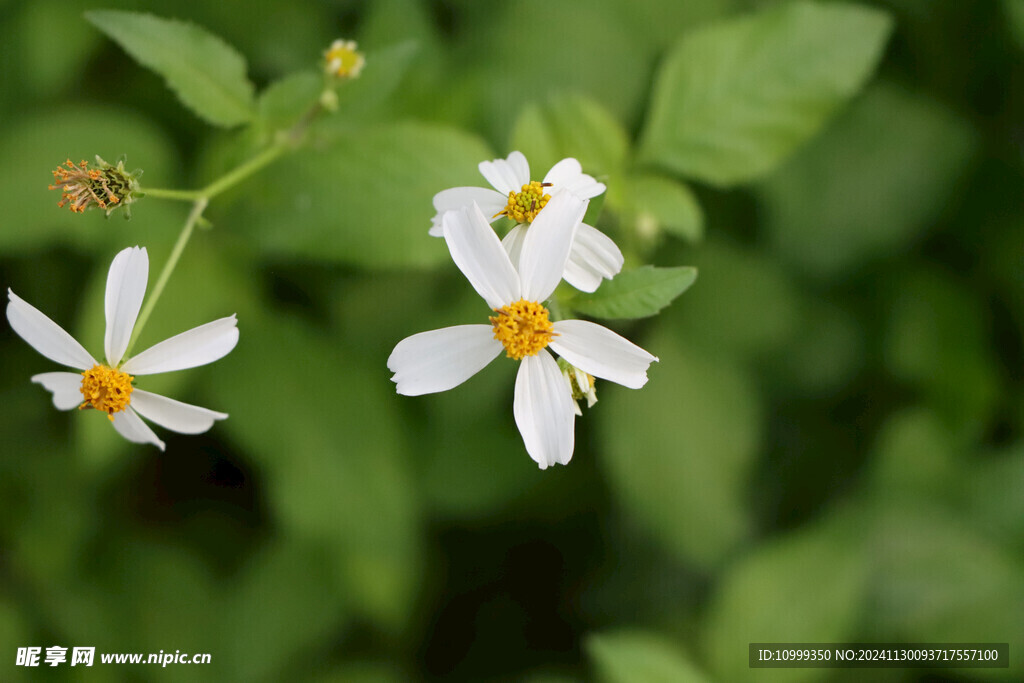 野菊花