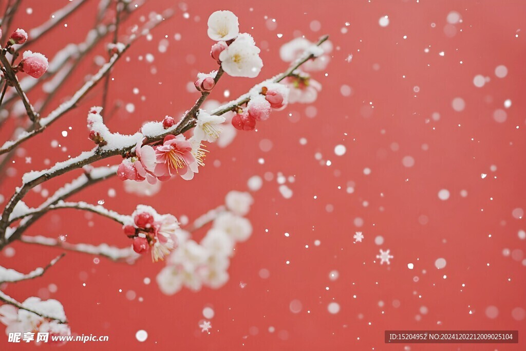 红墙梅花雪景