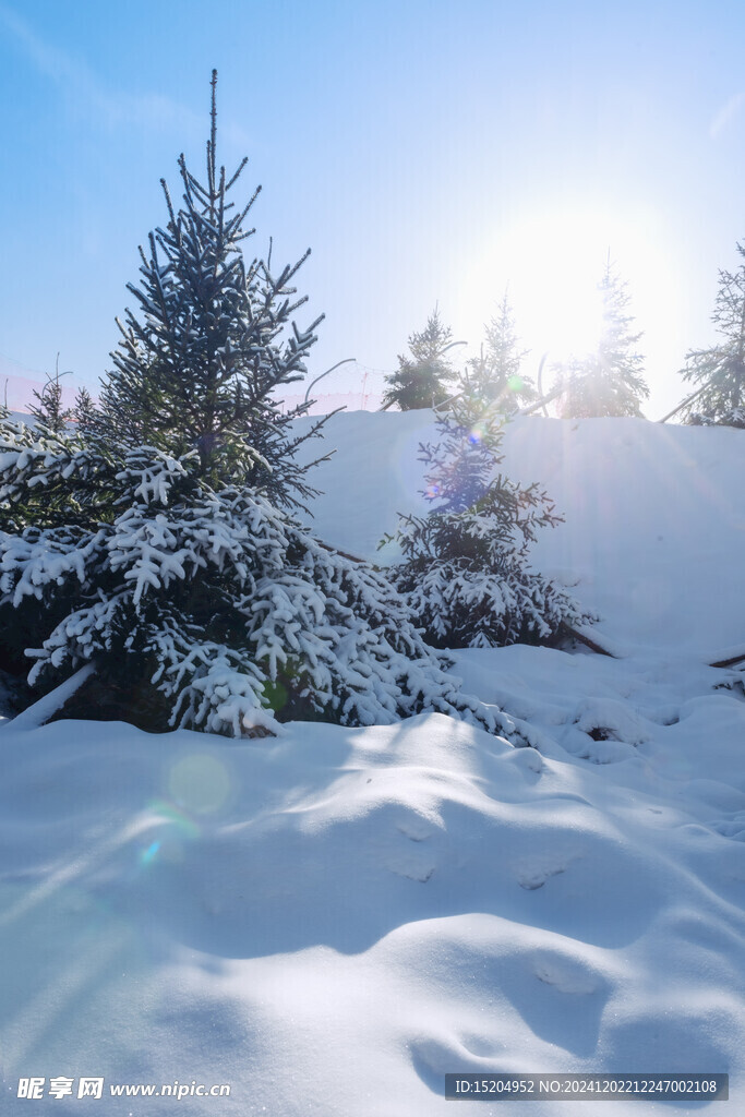内蒙古冬季冰雪植物逆光