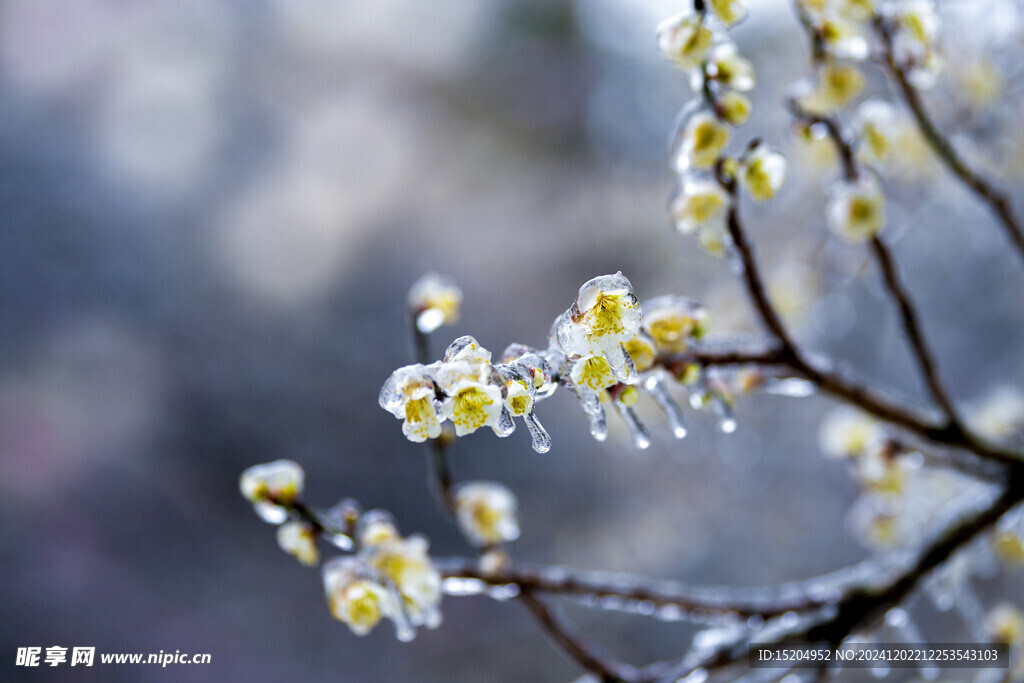 冬季盛开的被冰凌覆盖的梅花