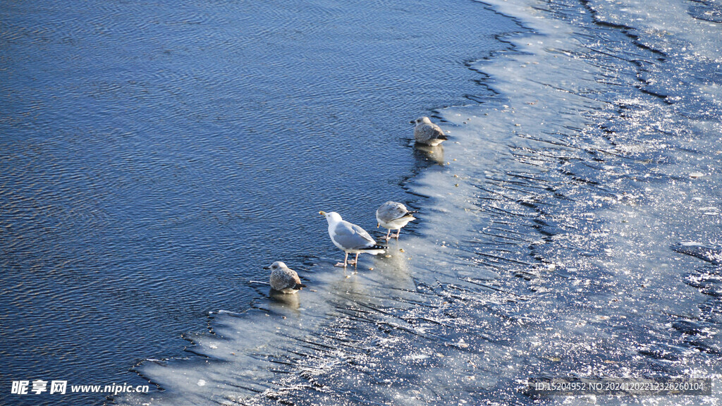 冬季圣彼得堡结冰的涅瓦河上栖息