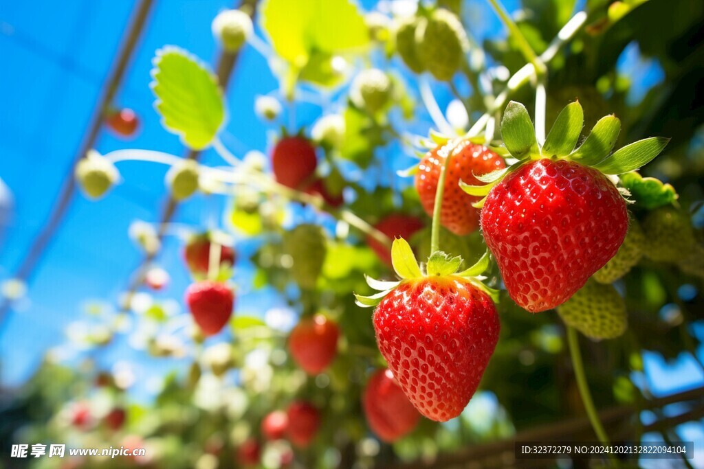 新鲜草莓