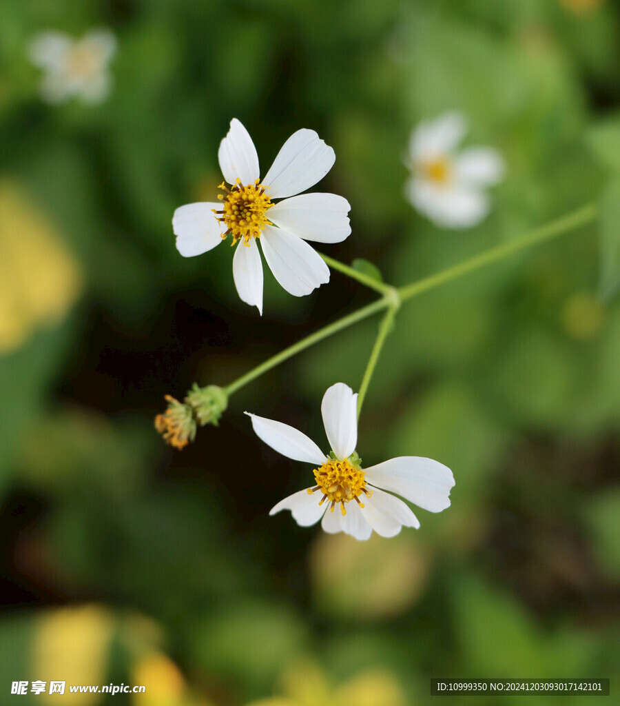 野菊花