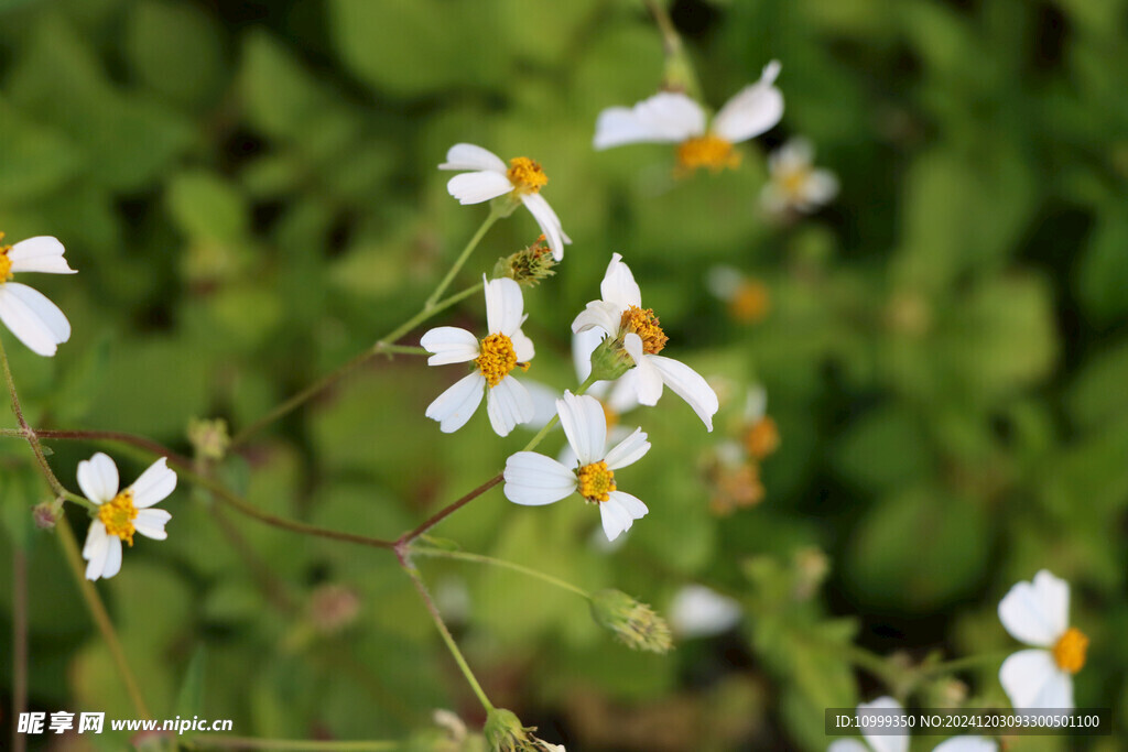 野菊花 