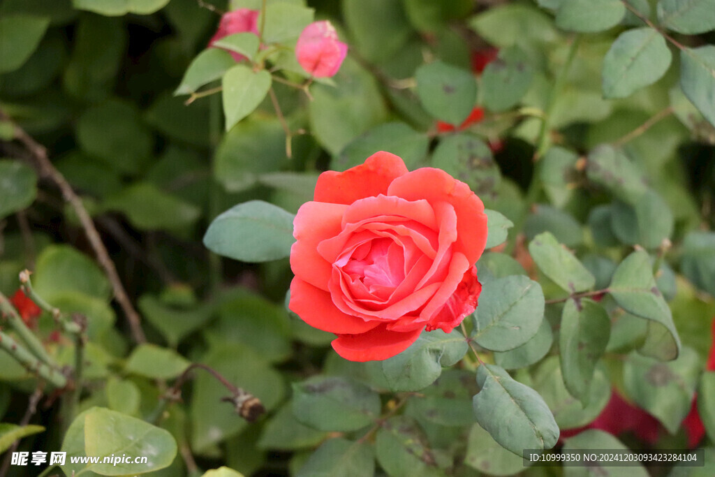 月季花