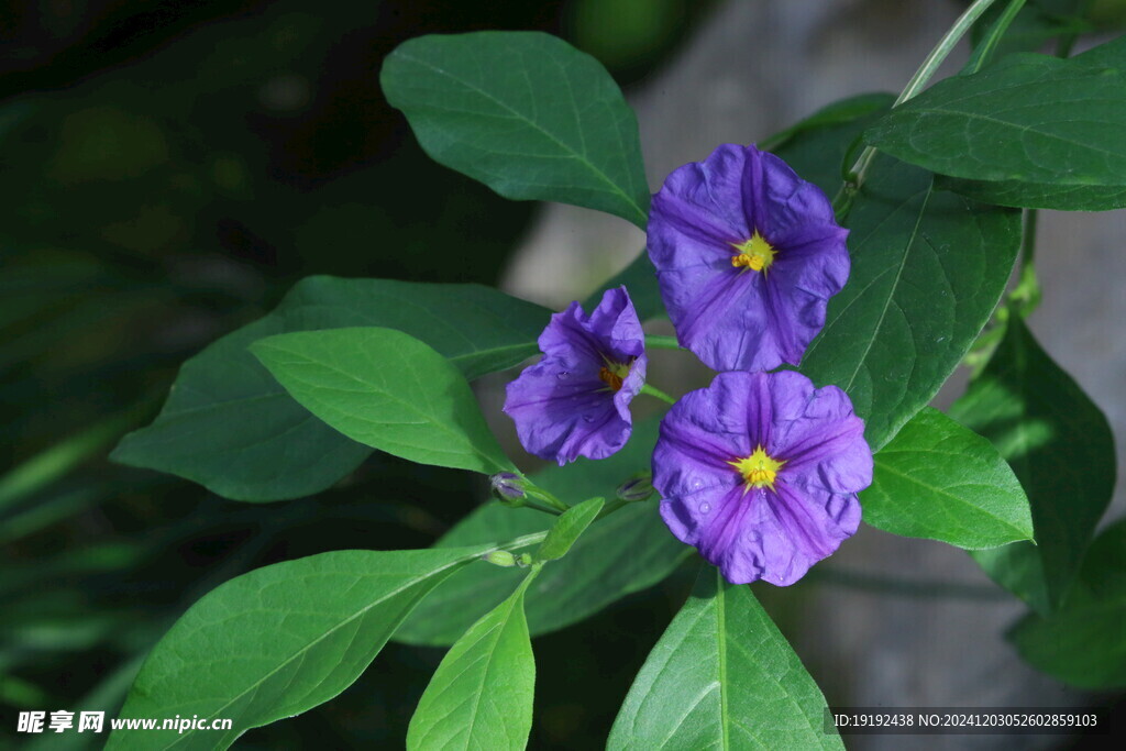 蓝花茄 
