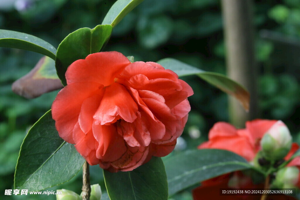山茶花 