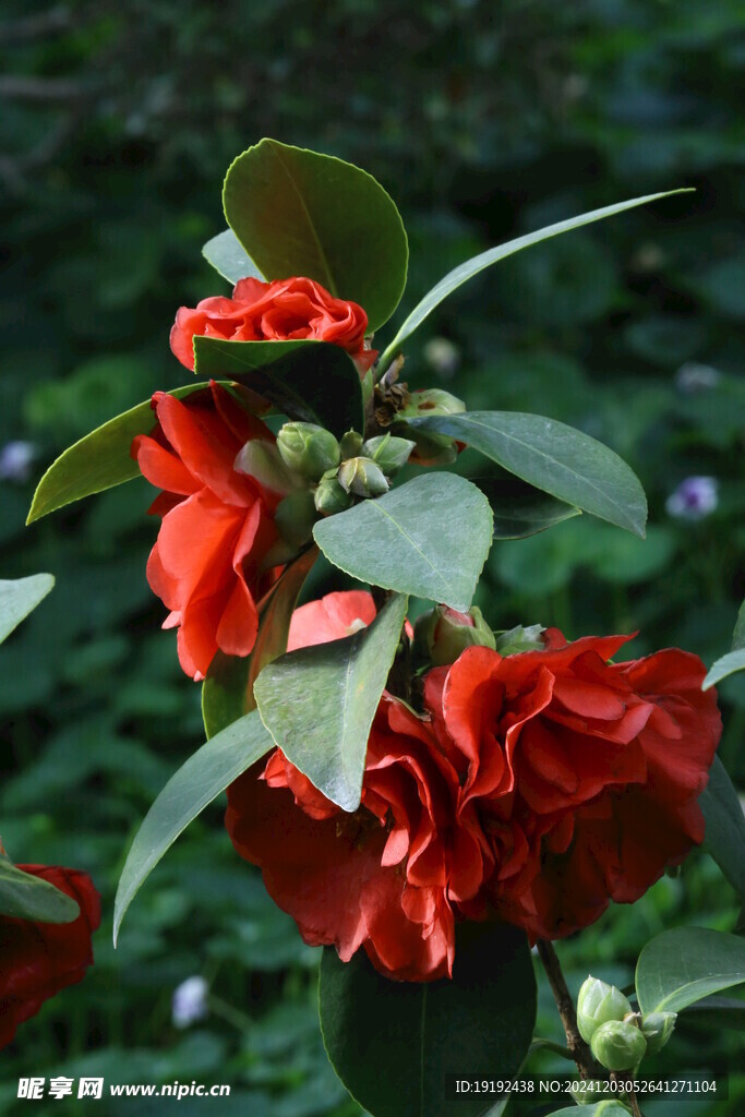 山茶花  