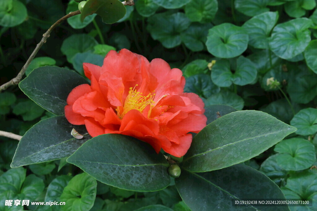 山茶花  