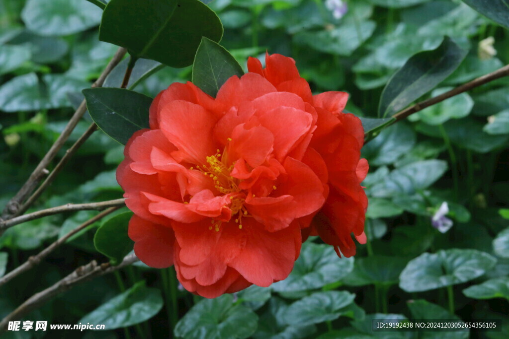 山茶花 