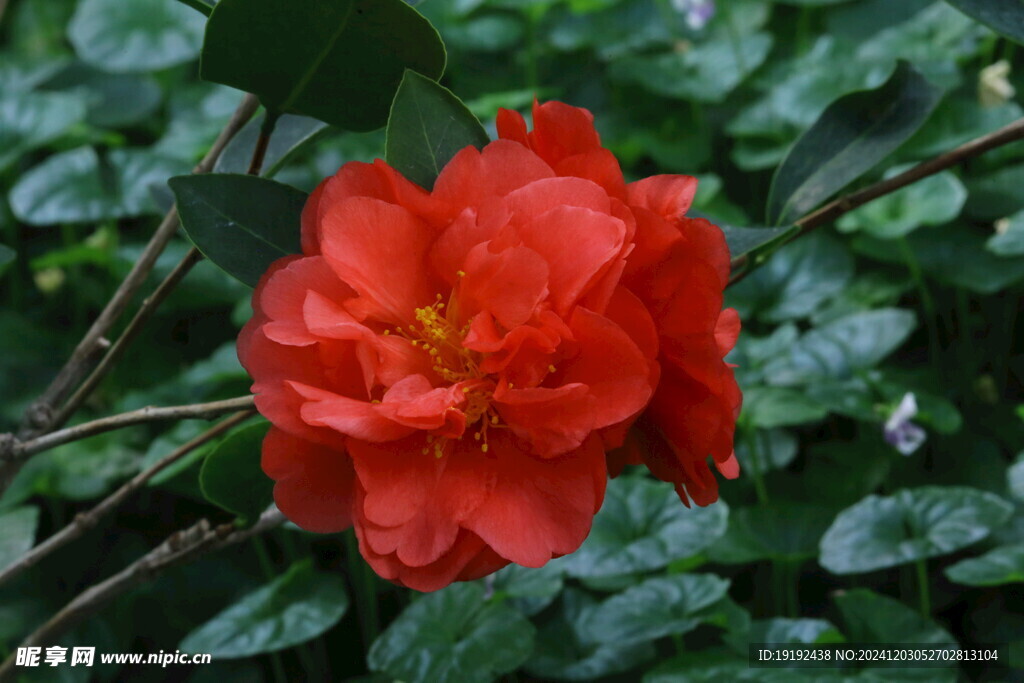 山茶花  